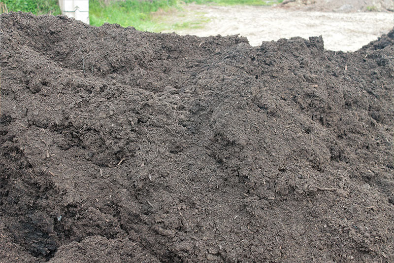 Mushroom Soil