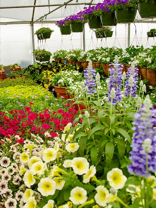 Plant Gallery